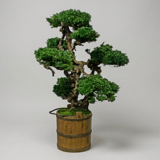 Bonsai Topiary