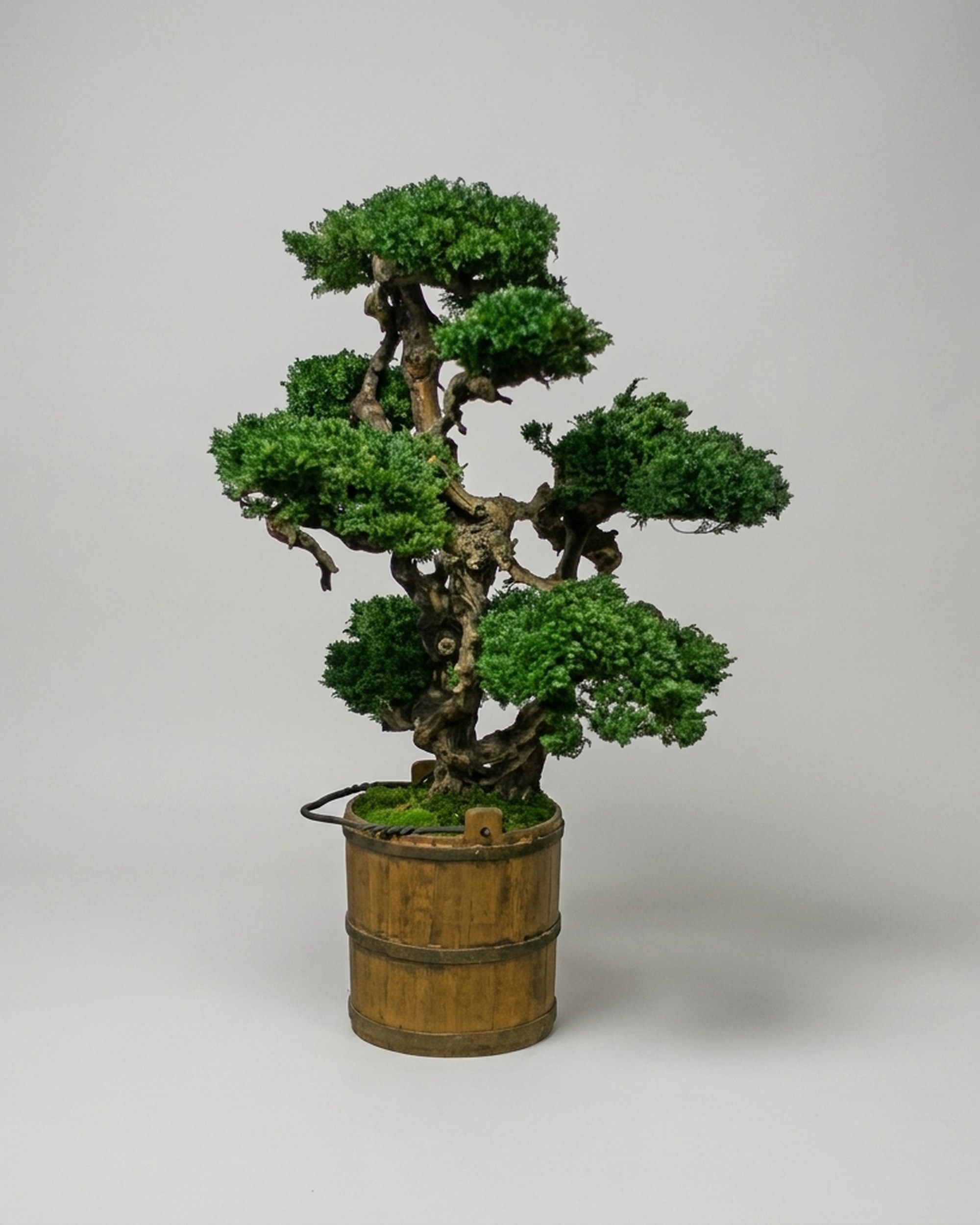 Senshi Preserved Bonsai Topiary, 48 in Senshi Preserved Bonsai Topiary, 48 in