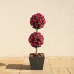 Polyblend Azalea Double Ball Topiary, 5 Ft