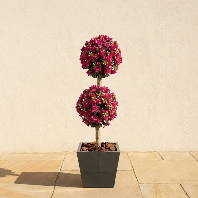 Polyblend Azalea Double Ball Topiary, 5 Ft
