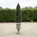 Double Spiral Cypress Topiary, 5 to 6 ft