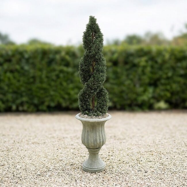 Double Spiral Cypress Topiary, 5 to 6 ft