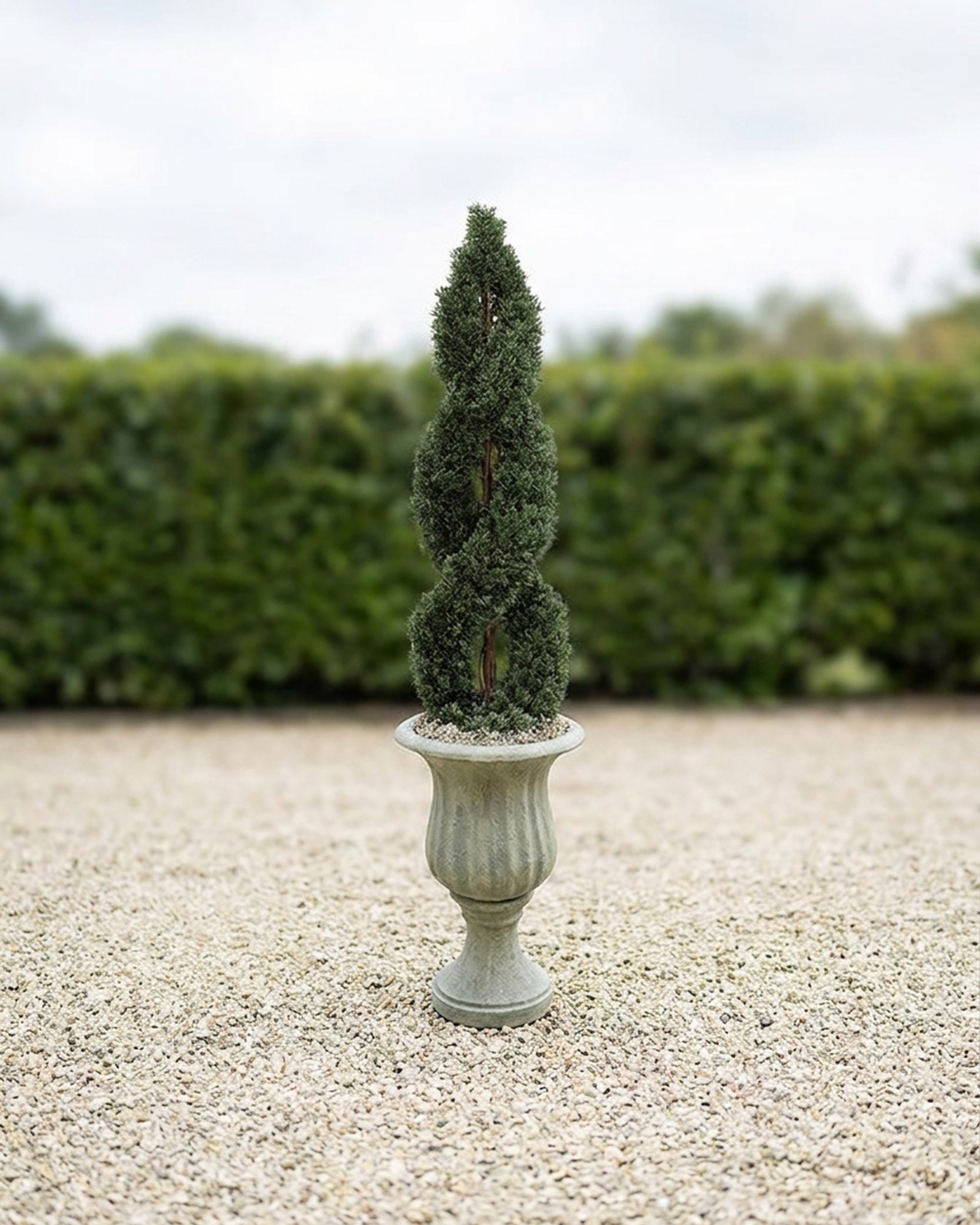 Double Spiral Cypress Topiary, 5–6 ft