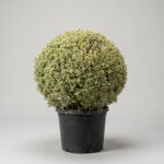 Live Variegated Boxwood Ball Topiary, 52 Inch