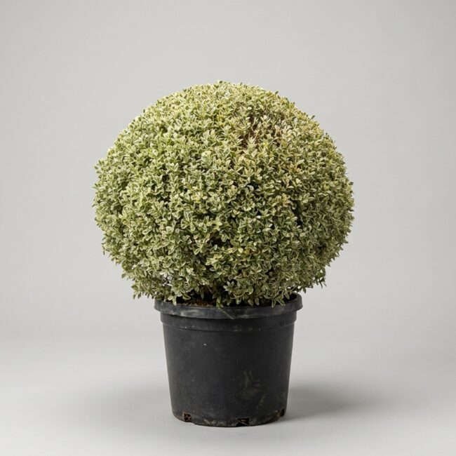 Live Variegated Boxwood Ball Topiary, 52 Inch