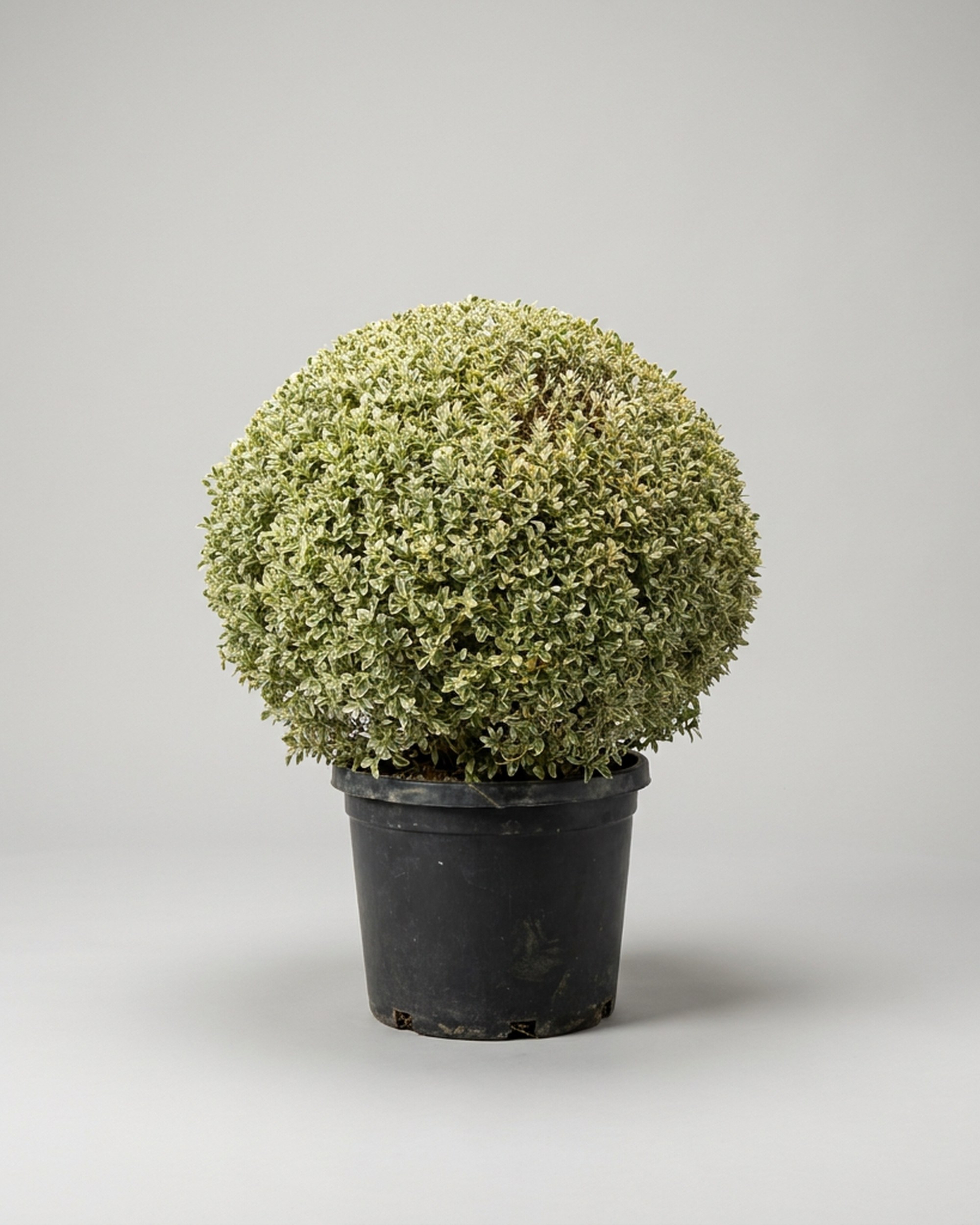 Live Variegated Boxwood Ball Topiary, 52 Inch
