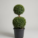 53-55 Inch Live Boxwood Double Ball Topiary
