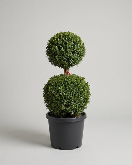 53-55 Inch Live Boxwood Double Ball Topiary