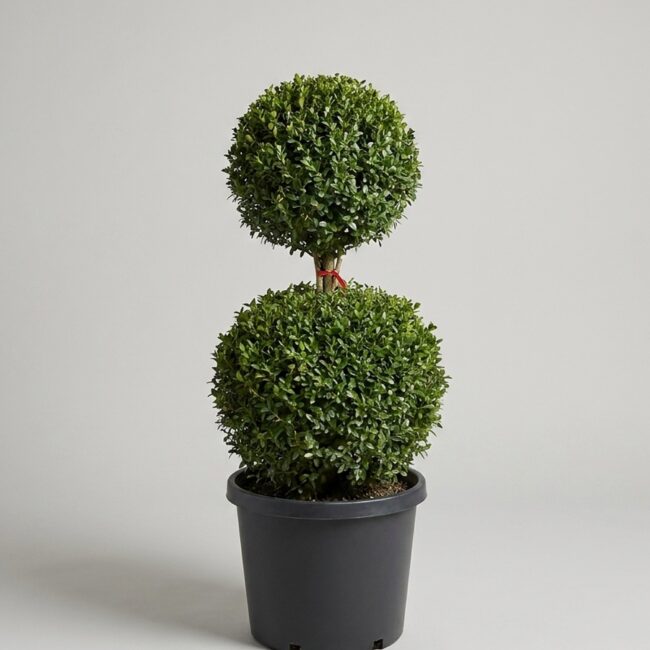 53-55 Inch Live Boxwood Double Ball Topiary