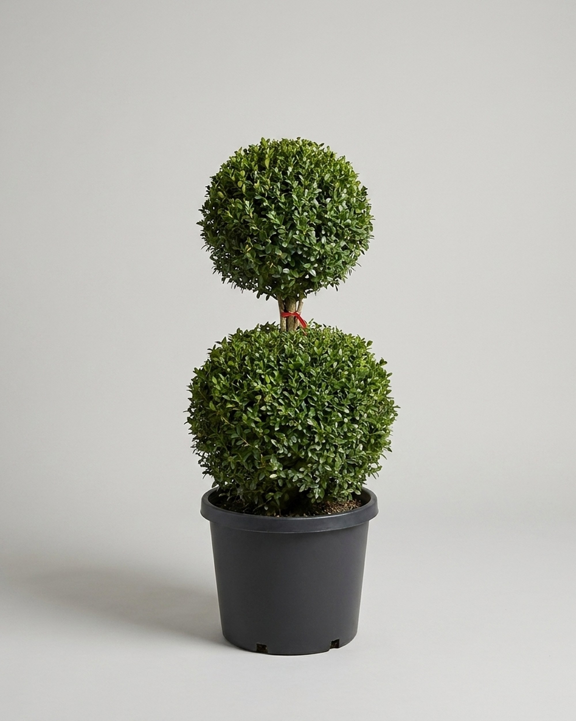 53-55 Inch Live Boxwood Double Ball Topiary 53-55 Inch Live Boxwood Double Ball Topiary