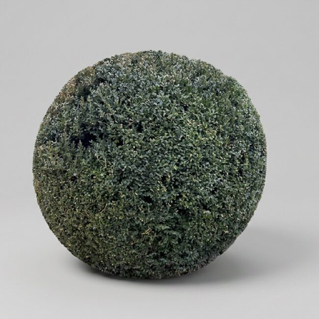 Live Boxwood Ball Topiary, 58-61 in
