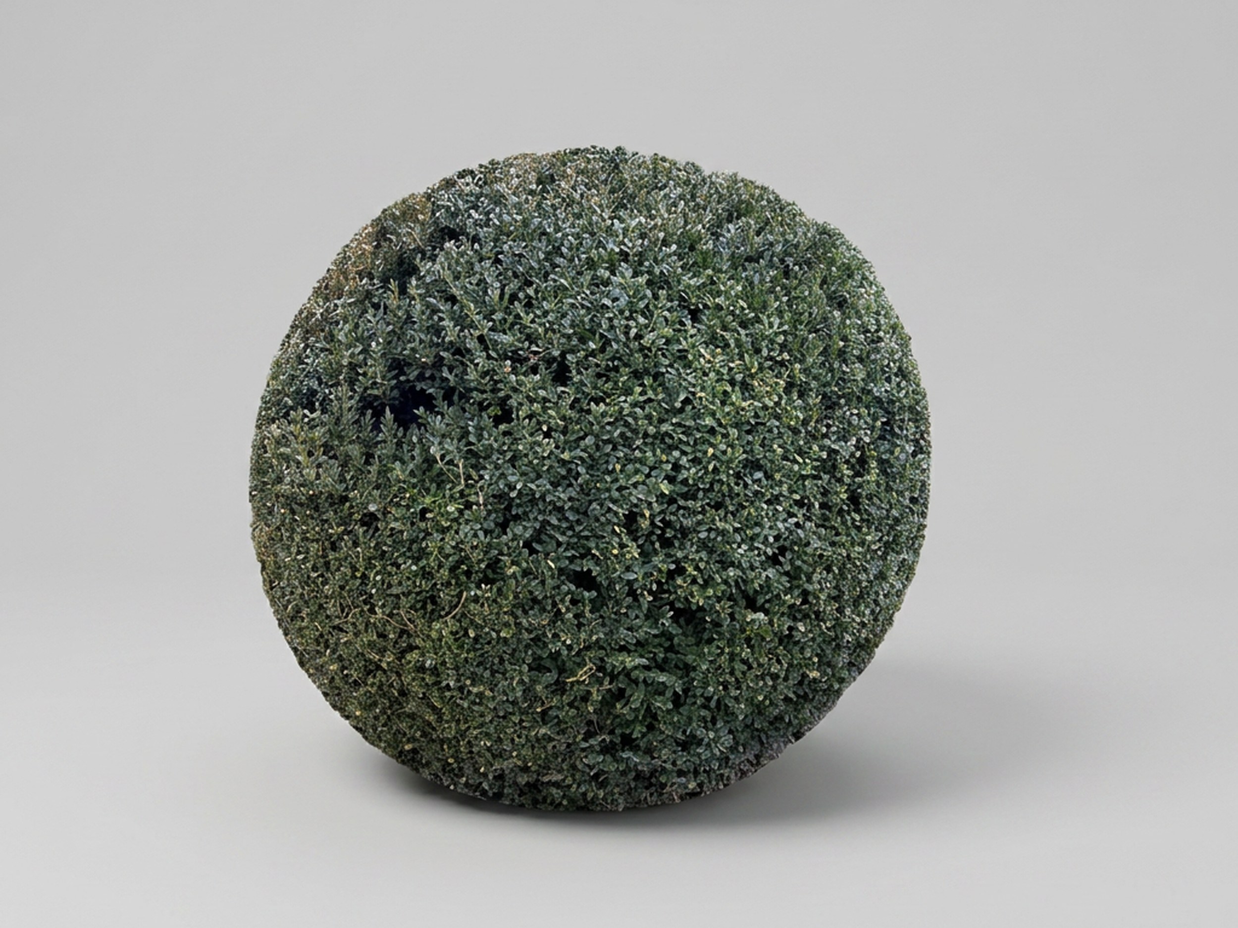 Live Boxwood Ball Topiary, 58-61 in
