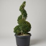 Live Boxwood Spiral Topiary, 58-61 In