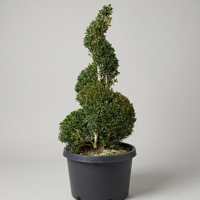 Live Boxwood Spiral Topiary, 58-61 In