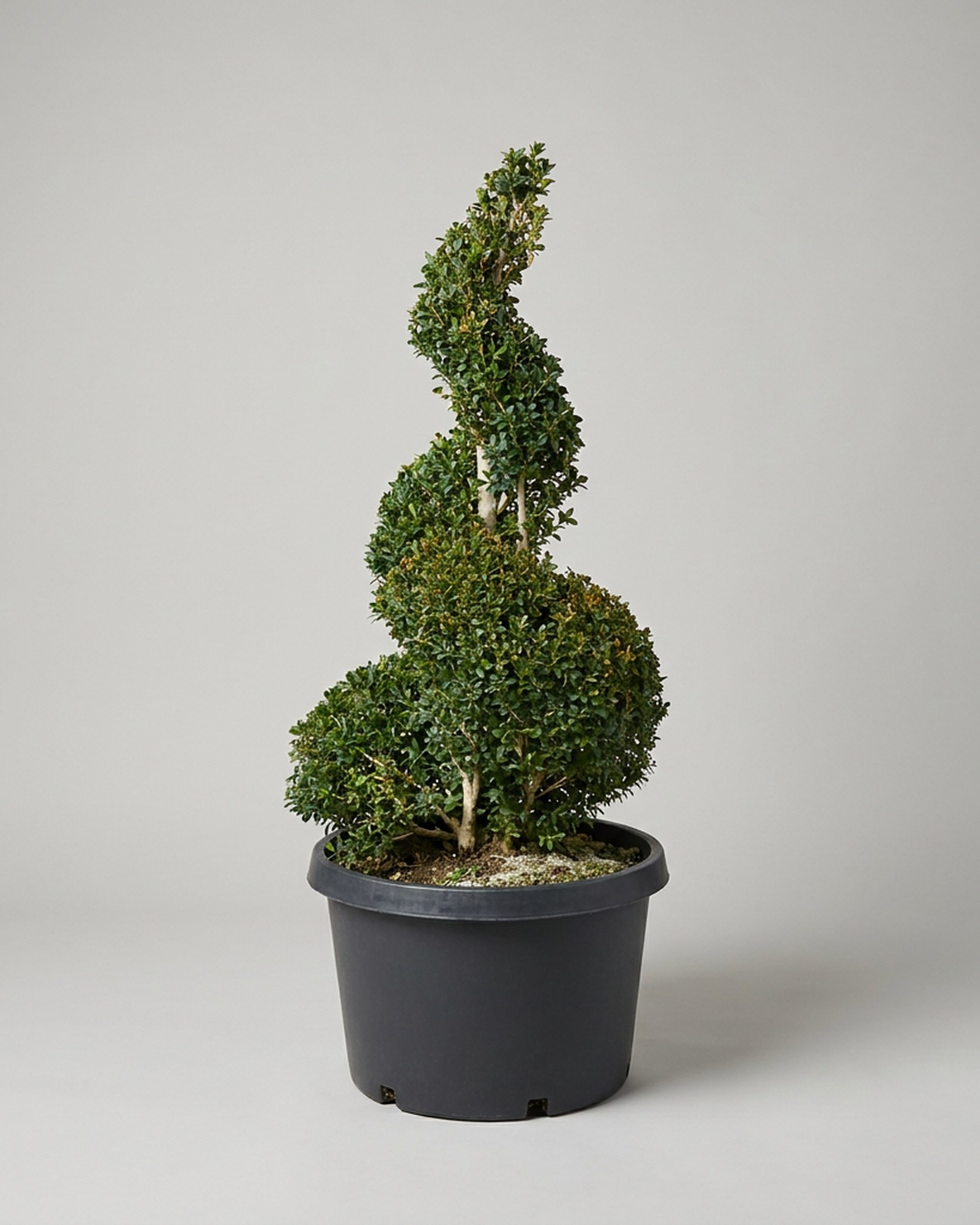 Live Boxwood Spiral Topiary, 58-61 In