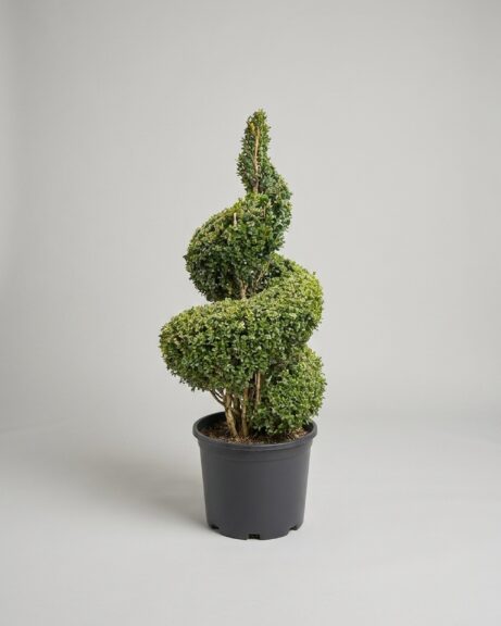 Hotels & resorts topiary by TopiaryTree