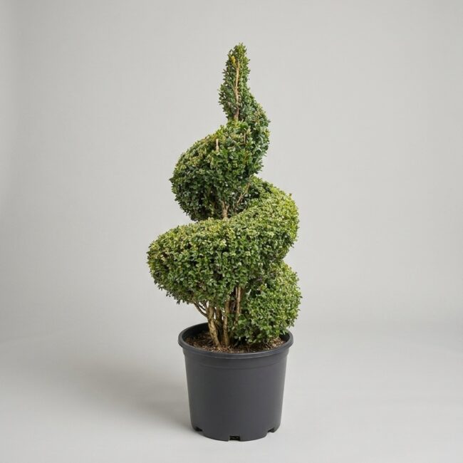 Live Boxwood Spiral Topiary, 58-61 Inch Thick Spirals