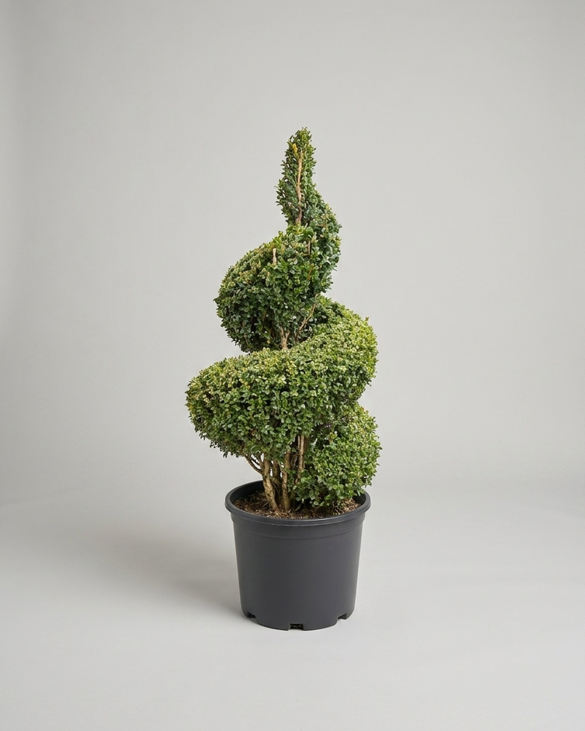 Live Boxwood Spiral Topiary, 58-61 Inch Thick Spirals