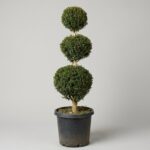 Live Boxwood Triple Ball Topiary, 58-61 in