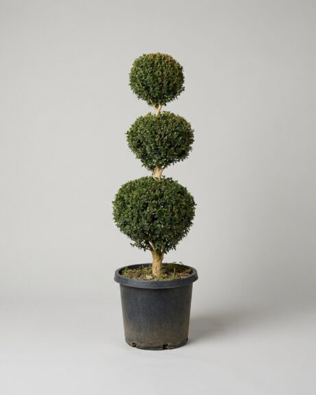 Live Boxwood Triple Ball Topiary, 58-61 in