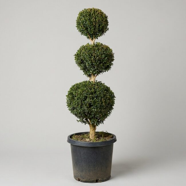 Live Boxwood Triple Ball Topiary, 58-61 in