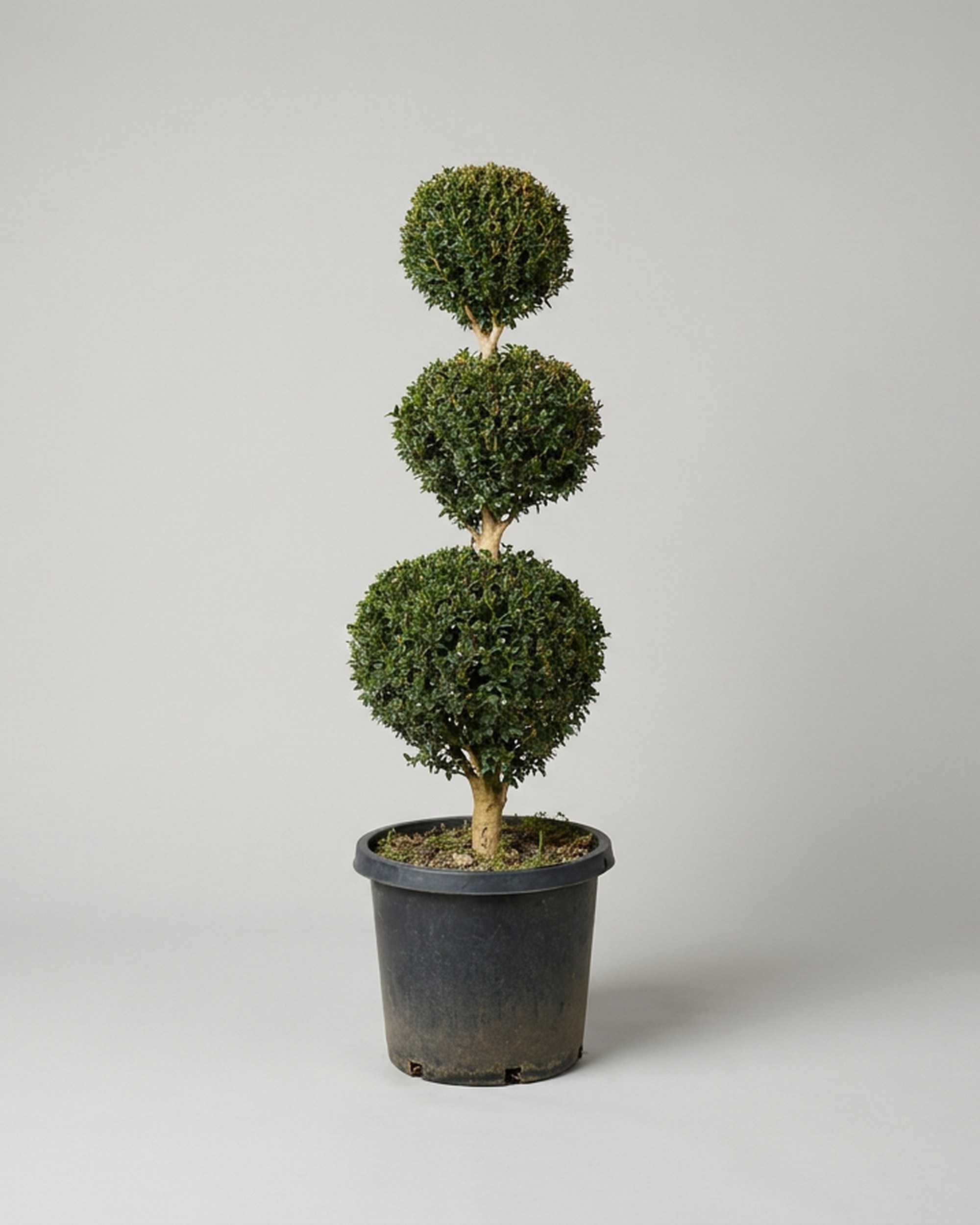 Live Boxwood Triple Ball Topiary, 58-61 in