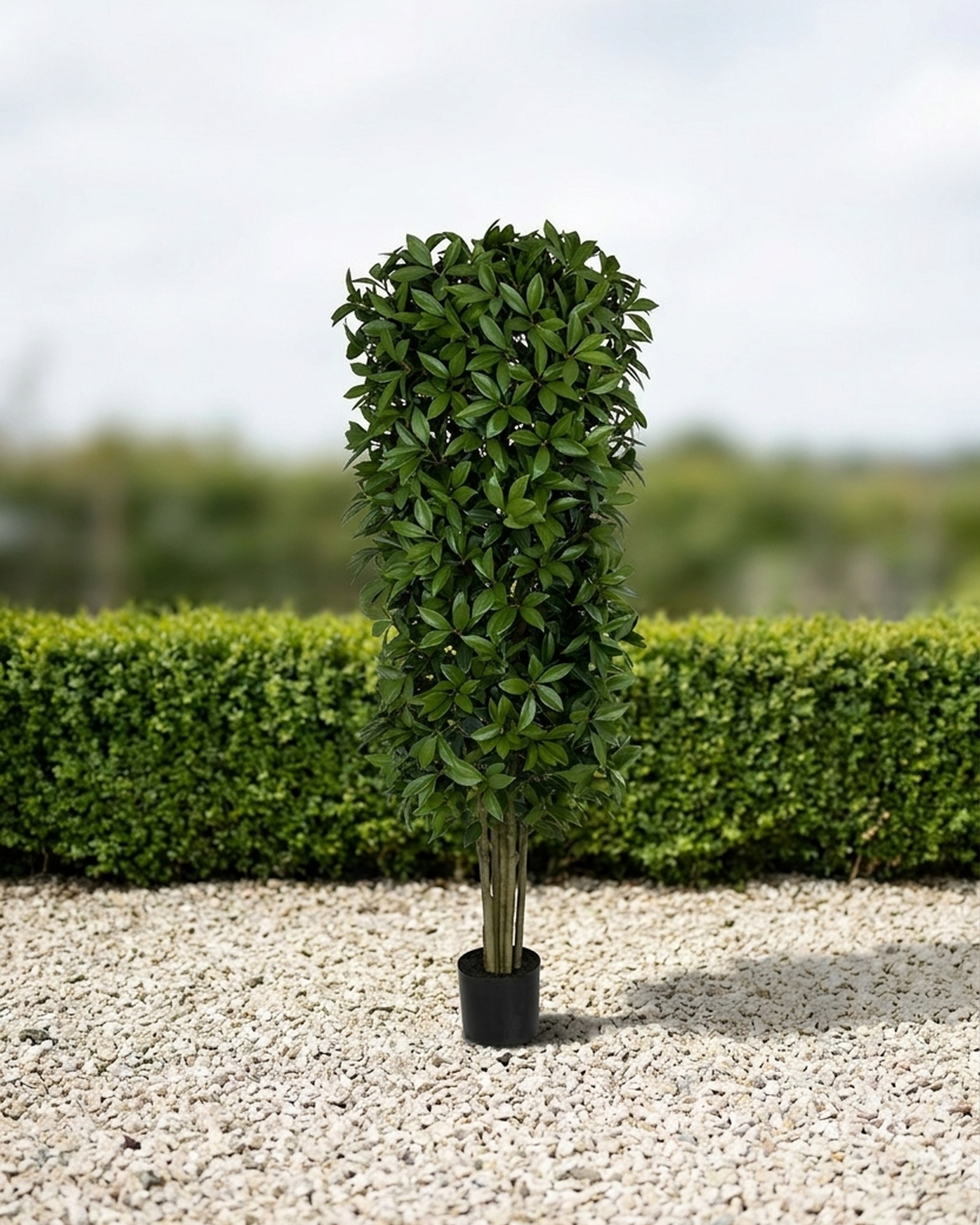 Bay Laurel Topiary, Artificial, 6 ft Bay Laurel Topiary, Artificial, 6 ft