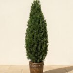 Cedar Cone Topiary, 6 Foot (UV Protected)