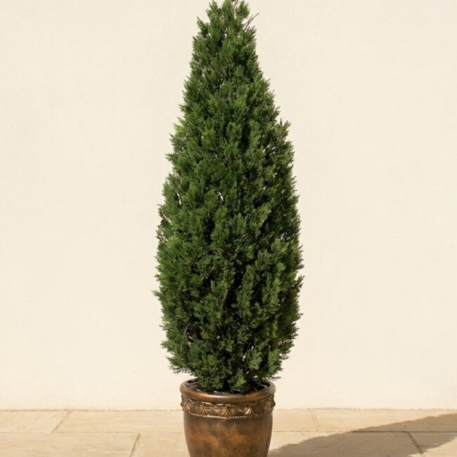 Cedar Cone Topiary, 6 Foot (UV Protected)