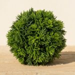 Cedar Ball Topiary, 6 in