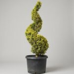 Variegated Boxwood Spiral Topiary, 60-63 Inch