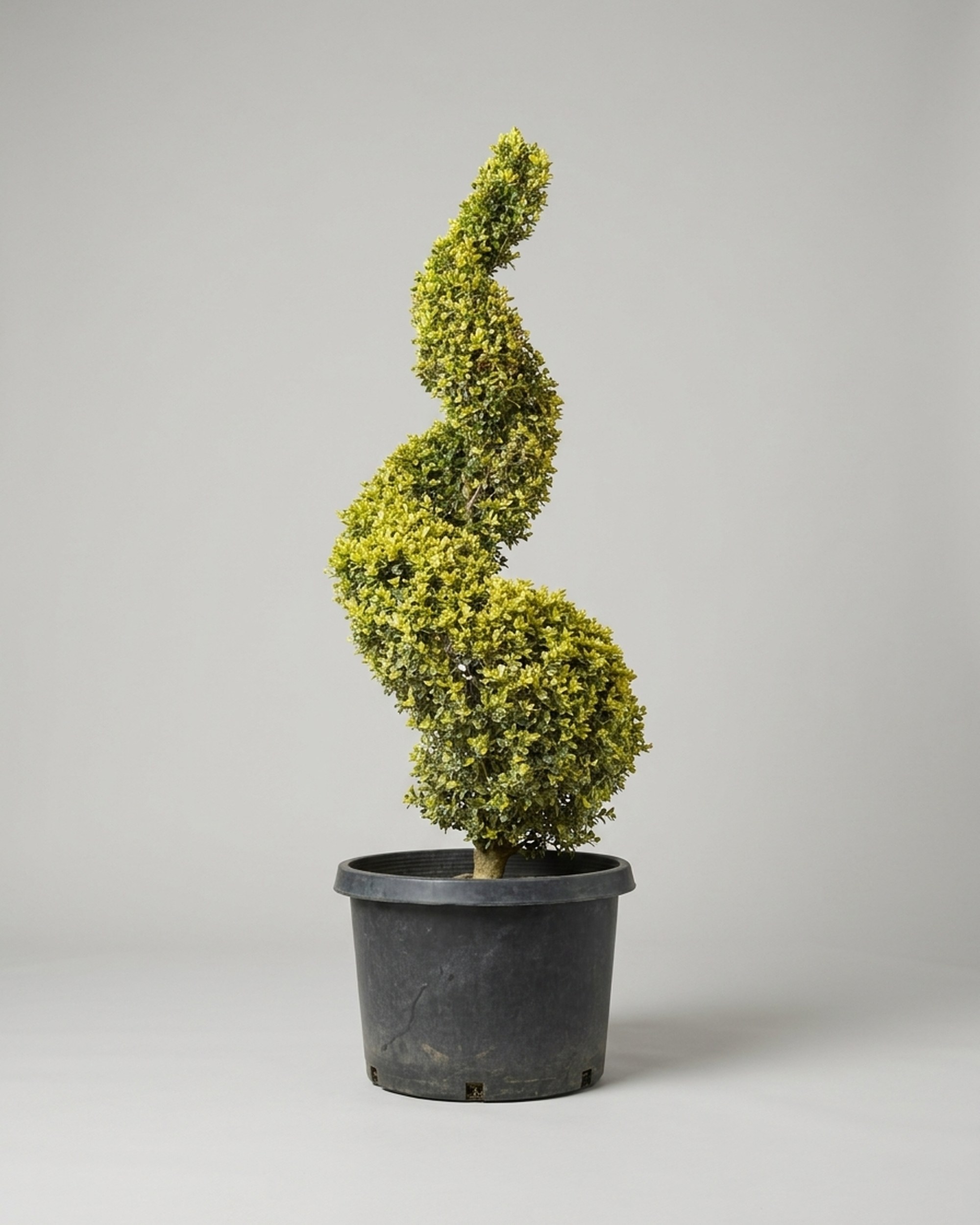 Variegated Boxwood Spiral Topiary, 60-63 Inch Variegated Boxwood Spiral Topiary, 60-63 Inch