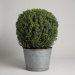 Live Boxwood Ball Topiary, 62-65 in
