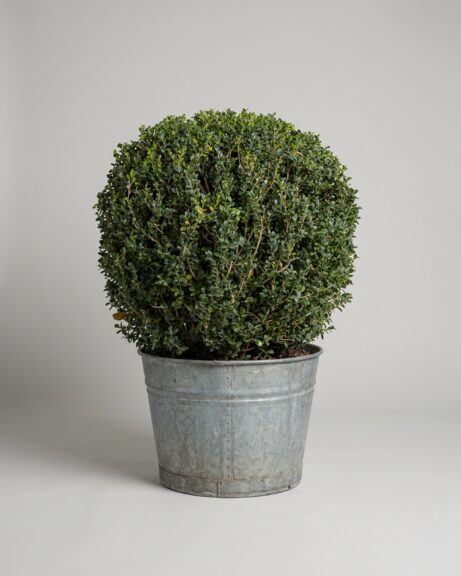 Live Boxwood Ball Topiary, 62-65 in