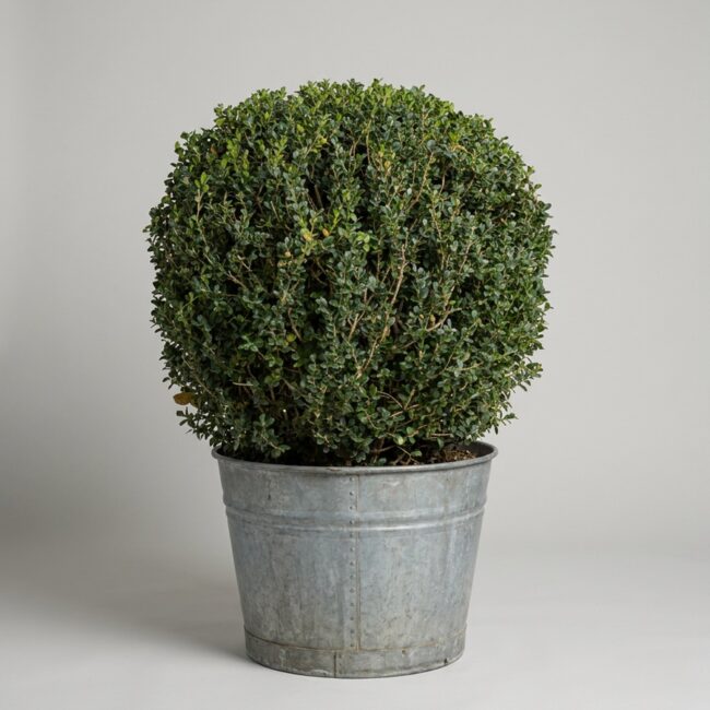 Live Boxwood Ball Topiary, 48–65 in