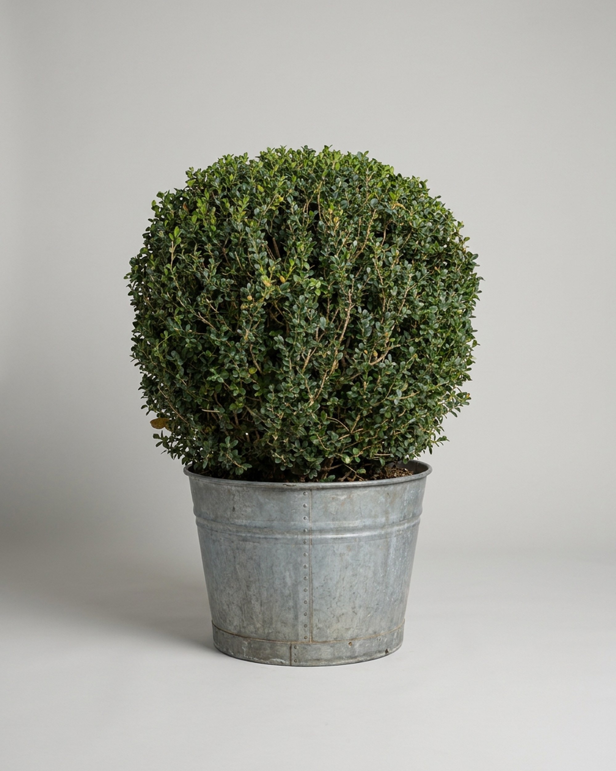 Live Boxwood Ball Topiary, 48–65 in Live Boxwood Ball Topiary, 48–65 in