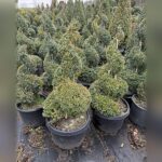 Live Boxwood Spiral Topiary, 62-66 In