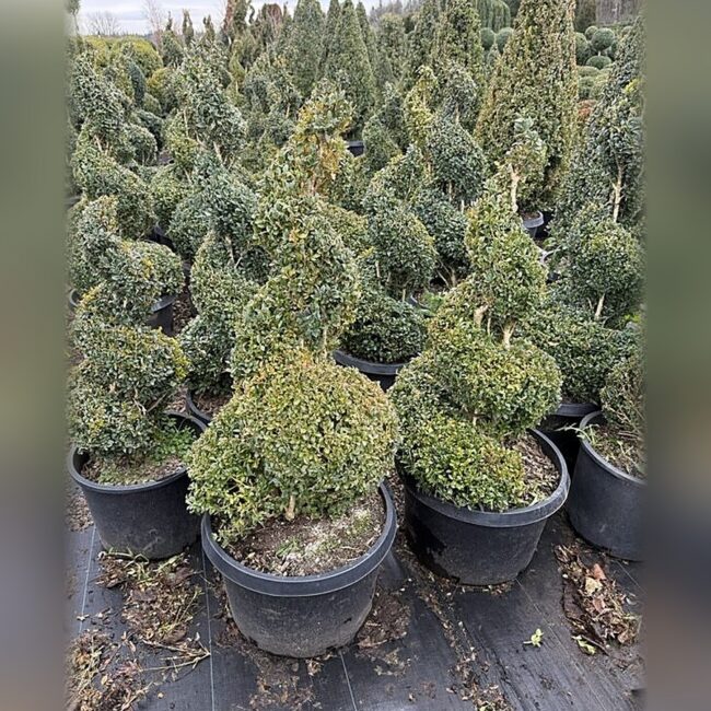Live Boxwood Spiral Topiary, 62-66 In