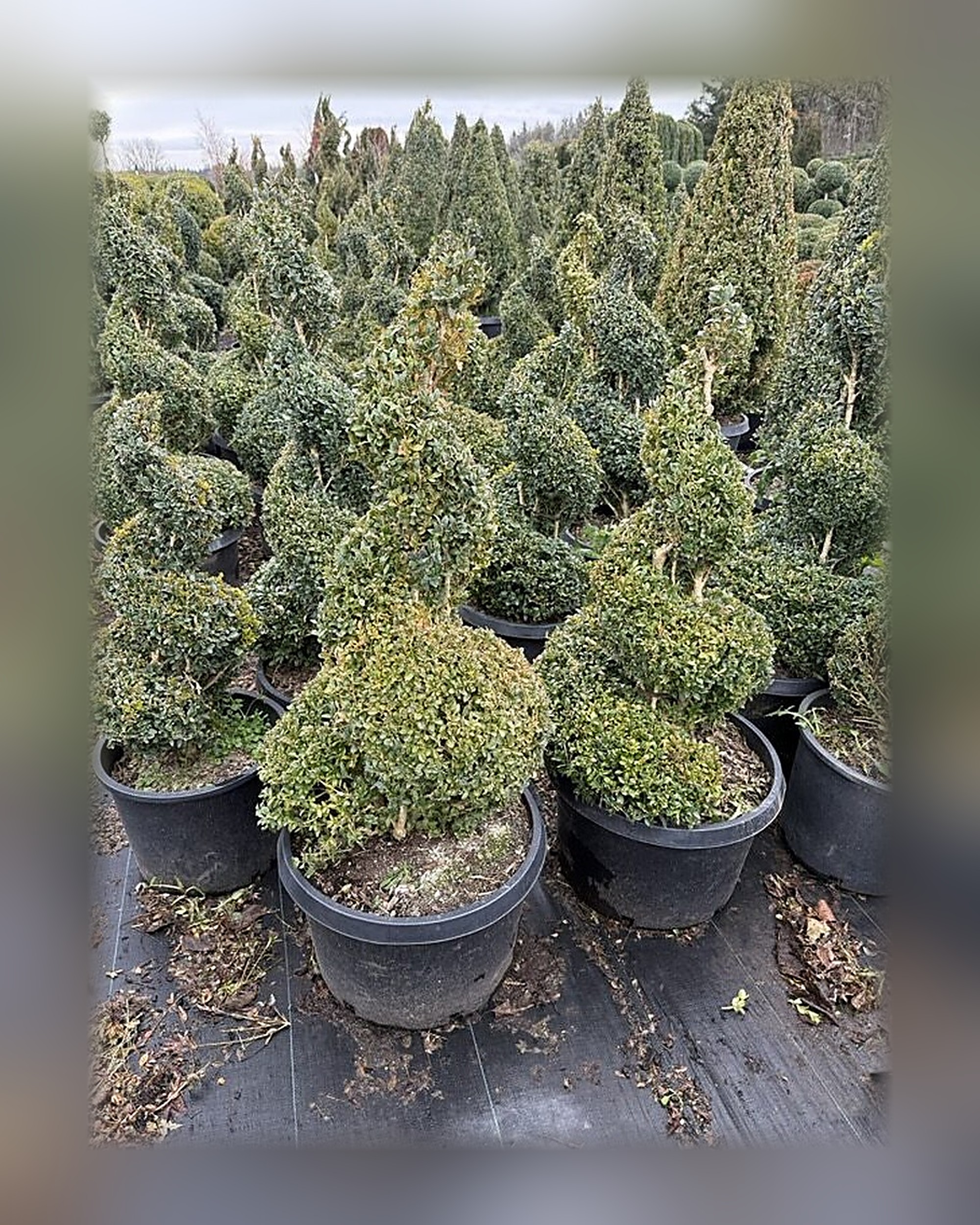Live Boxwood Spiral Topiary, 62-66 In