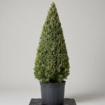 Live Boxwood Cone Topiary, 64-68 in