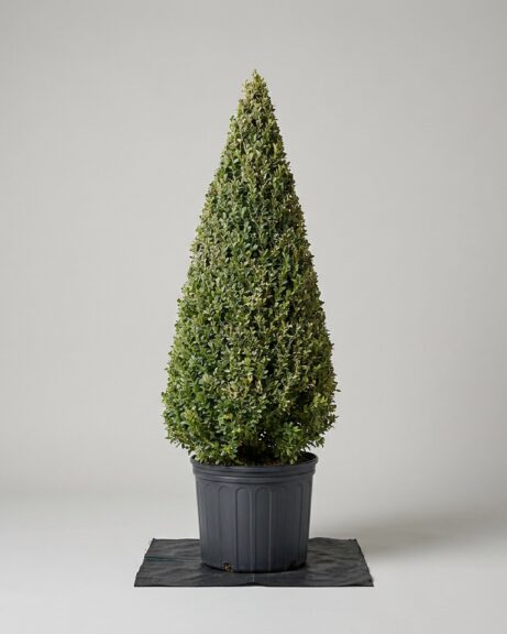 Live Boxwood Cone Topiary, 64-68 in