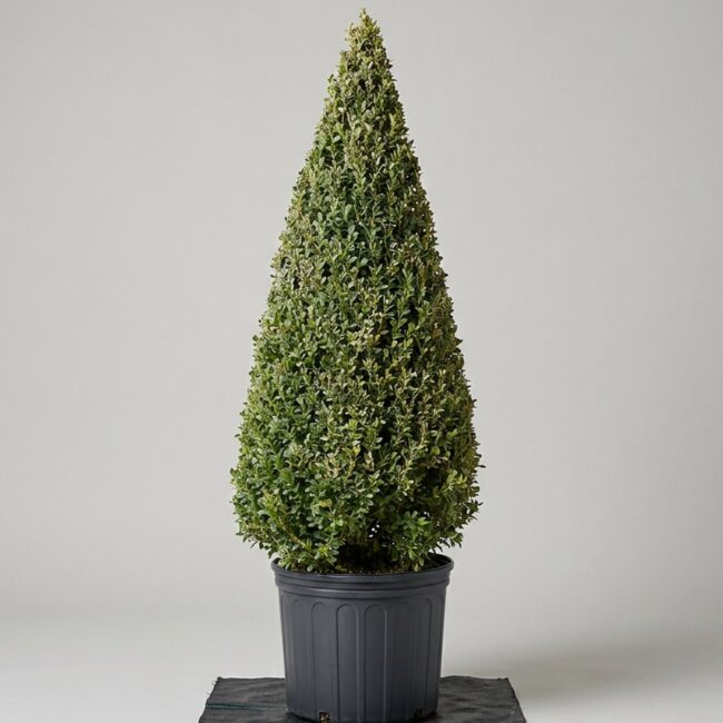Live Boxwood Cone Topiary, 64-68 in