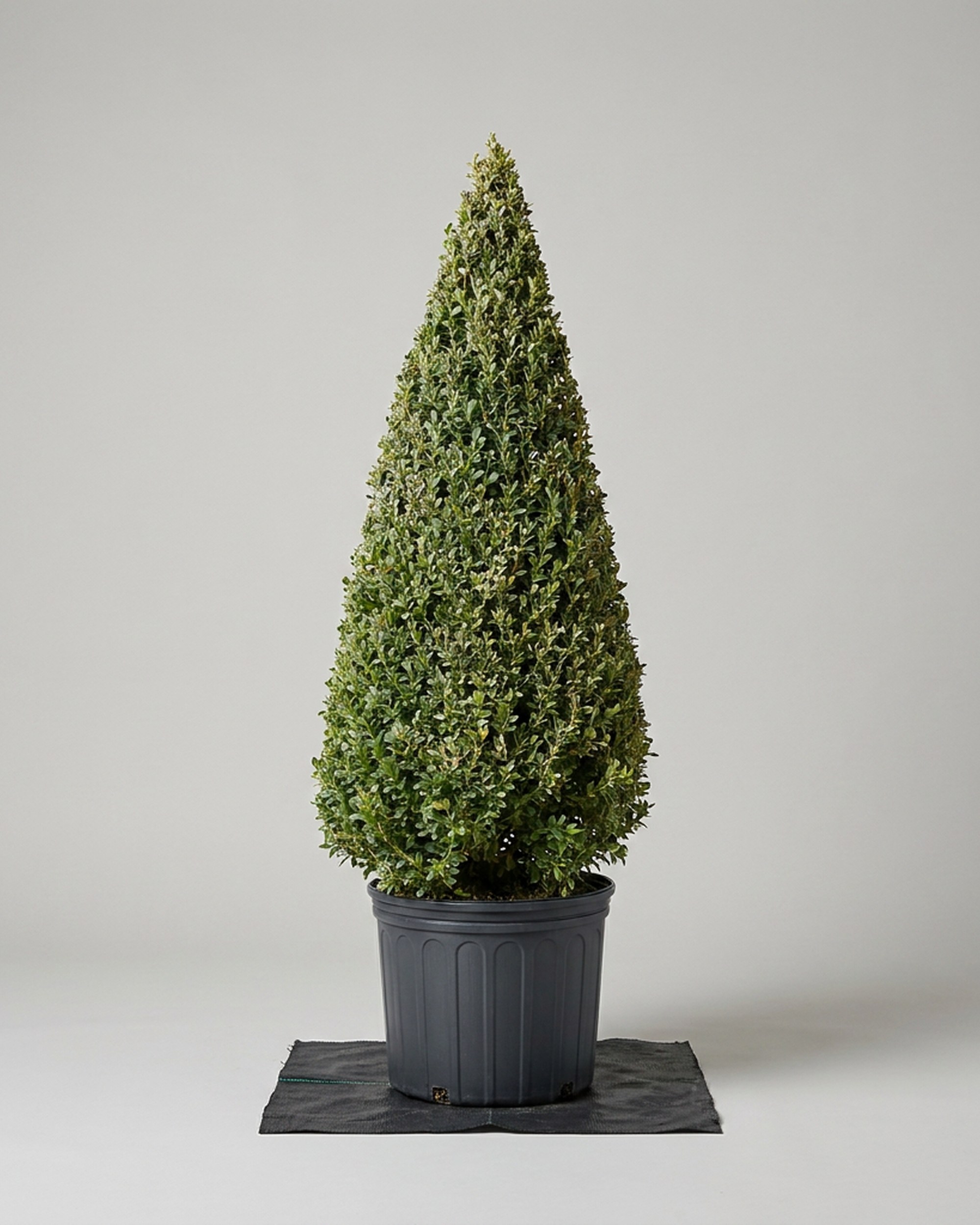Live Boxwood Cone Topiary, 64-68 in
