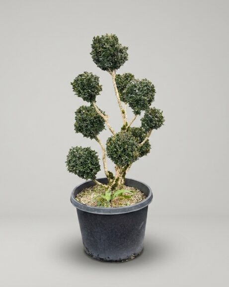 67-71 Inch Live Boxwood Pom Pom Topiary