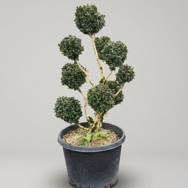 Live Boxwood Pom Pom Topiary, 35–71 in