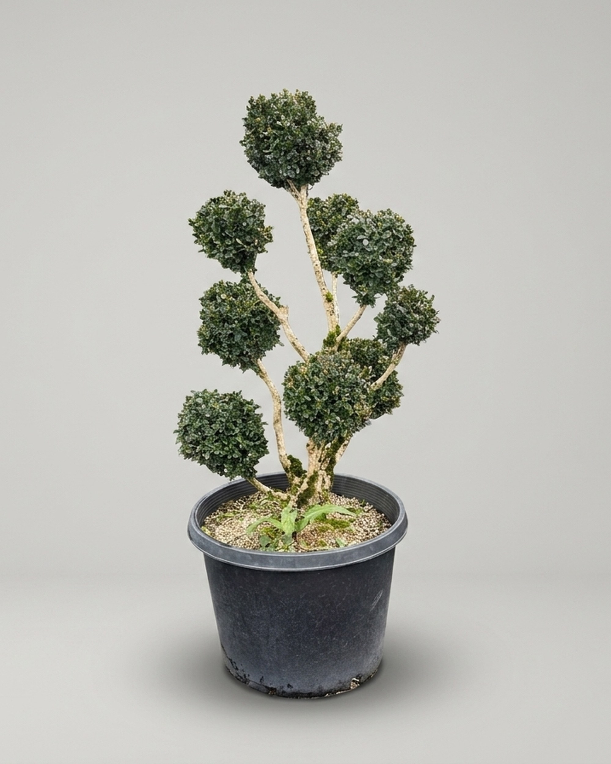 Live Boxwood Pom Pom Topiary, 35–71 in