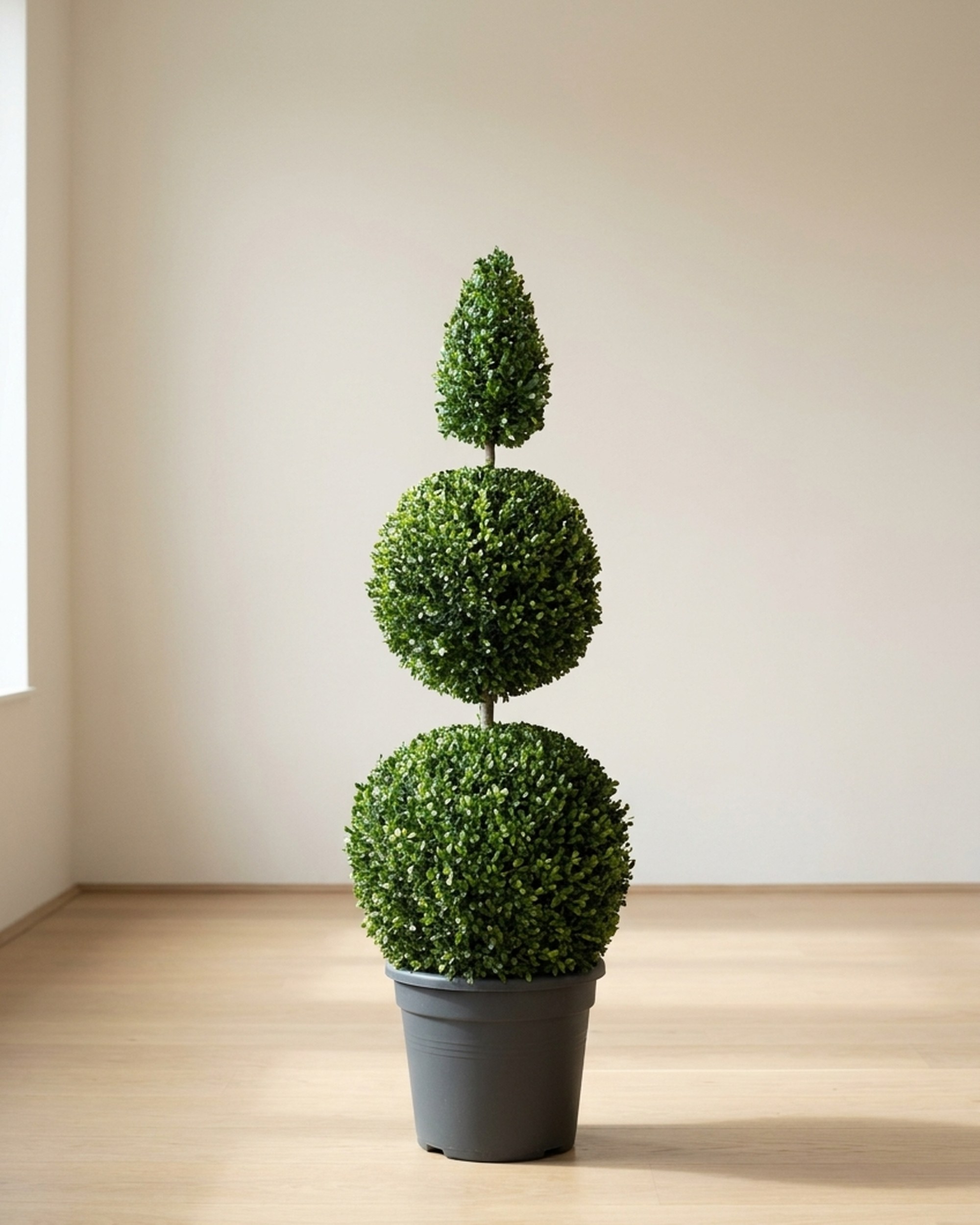 Boxwood Double Ball & Cone Topiary, Preserved, 60–72 in Boxwood Double Ball & Cone Topiary, Preserved, 60–72 in