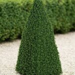 8-Foot Boxwood Pyramid Topiary Hedge