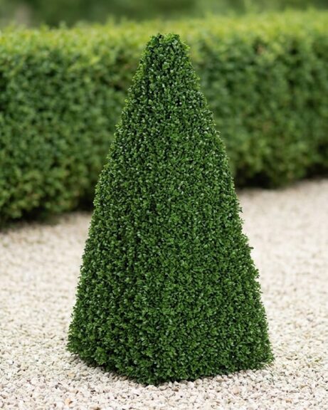 8-Foot Boxwood Pyramid Topiary Hedge