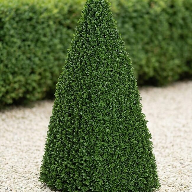 8-Foot Boxwood Pyramid Topiary Hedge